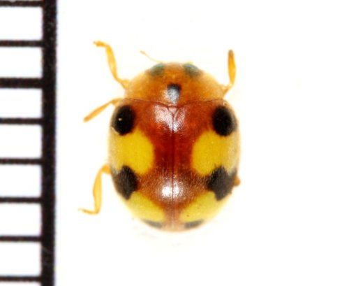 アミダテントウ　Amida tricolor (Harold, 1878)