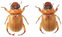 シャミセンコイチャコガネ　ペア  石垣島