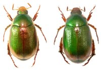 キベリアオドウガネ　ペア  石垣島