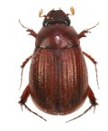 チビビロウドコガネ　2頭　西表島