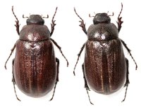 リュウキュウクロコガネ　原名亜種　ペア 石垣島 