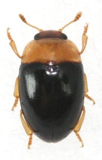 タイワンチビオオキノコ 1頭　石垣島