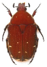 アオヒメハナムグリ　原名亜種　1♂　色変わり　伊平屋島