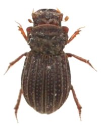 スジケシマグソコガネ　1頭