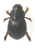 サキシマケシマグソコガネ　2頭
