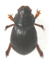 サキシマケシマグソコガネ　2頭