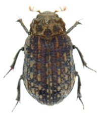 サキシマコブスジコガネ　1頭　西表島