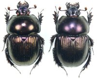 センチコガネ　ペア　佐賀県：唐津市