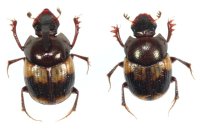 ネアカエンマコガネ　ペア　徳之島