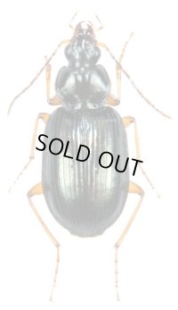 ハセガワヒラタゴミムシ　1頭　石垣島