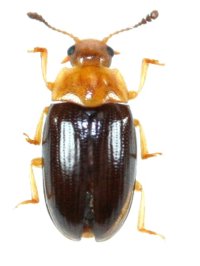 カクモンホソオオキノコ　1頭　福岡県