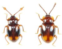 タイワンヨツモンテントウダマシ ペア　西表島