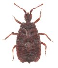 カドムネハネナシヒラタカメムシ 1頭