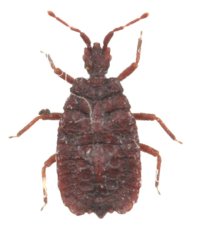 カドムネハネナシヒラタカメムシ 1頭