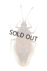 ミヤタケグンバイ　1頭