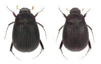 カワイビロウドコガネ　ペア　西表島