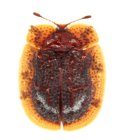 アカヒラタカメノコハムシ　1頭　西表島