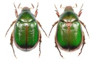 キベリアオドウガネ　ペア 西表島