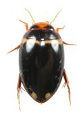 アトホシヒラタマメゲンゴロウ　石垣島