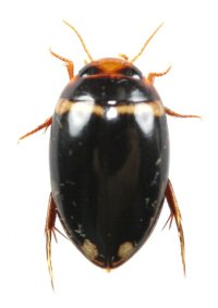 アトホシヒラタマメゲンゴロウ　石垣島