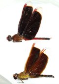 アカスジベッコウトンボ　ペア　西表島
