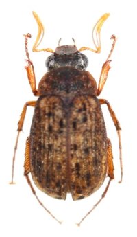 コヒゲナガビロウドコガネ　西日本亜種　1♂　宮崎県