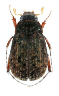 ツヤケシビロウドコガネ　1♀　大分県