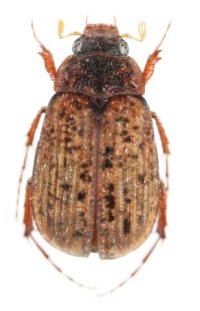 トケジビロウドコガネ　1♀　大分県