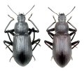 アマミユミアシゴミムシダマシ　ペア