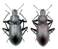 アマミユミアシゴミムシダマシ　ペア
