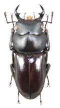 オキナワコクワガタ　大型♂　33.2mm