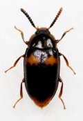 チビヨツボシゴミムシダマシ 1頭　石垣島