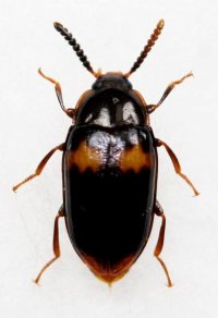 チビヨツボシゴミムシダマシ 1頭　石垣島