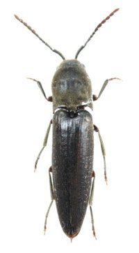 ワタナベホソコメツキダマシ　1頭　石垣島