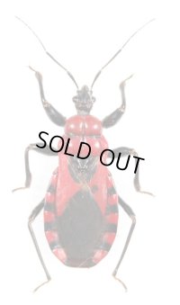 ベニバアカサシガメ  1頭　石垣島