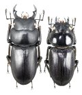 アマミコクワガタ　特大ペア♂35.5mm♀30.6mm　奄美大島