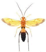 アゲハヒメバチ属のヒメバチの一種　Holcojoppa sp.　♀　石垣島