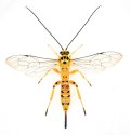 ミノオキイロヒラタヒメバチ　♀　石垣島