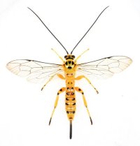 ミノオキイロヒラタヒメバチ　♀　石垣島