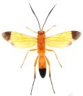 タカノヒメバチ　♀　石垣島