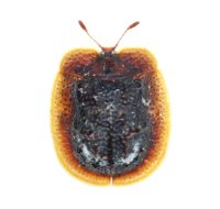 アカヒラタカメノコハムシ　1頭　石垣島