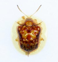 セモンジンガサハムシ　1頭　西表島
