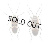 ヒメホシカメムシの一種　ペア　石垣島