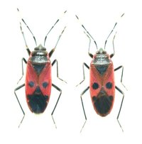 アカヒメホシカメムシ　ペア　石垣島