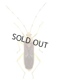 イワサキヘリカメムシ  1頭　石垣島