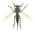 ムシヒキアブ亜科の一種　♀　石垣島