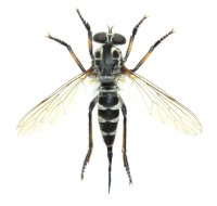 ムシヒキアブ亜科の一種　♀　石垣島