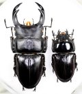 オオクワガタ　ペア　♂67.2mm♀41.4mm  佐賀県