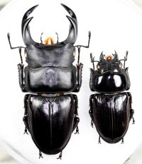 オオクワガタ　ペア　♂67.2mm♀41.4mm  佐賀県