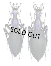 コアオマイマイカブリ　ペア ♂37.3mm♀40.3mm　福島県会津若松市